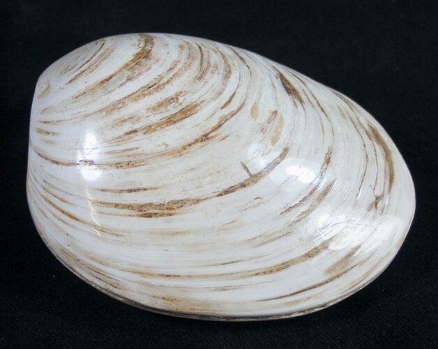 Wide Fossil Clam - Jurassic #9798